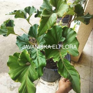 Anthurium brownii Javaniska Elflora